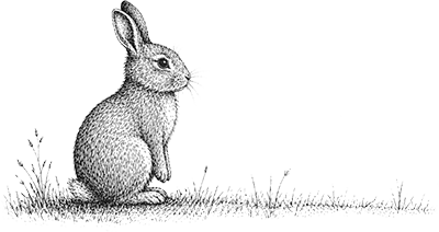 rabbit illustration
